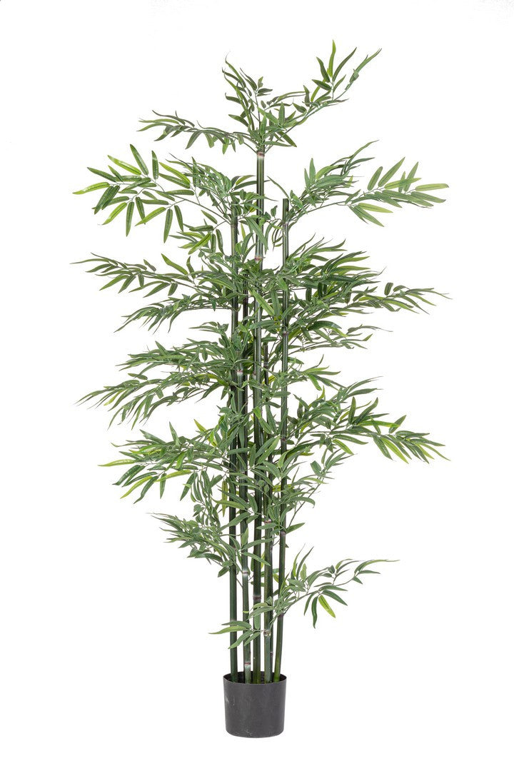 PIANTA BAMBOO C-VASO H190